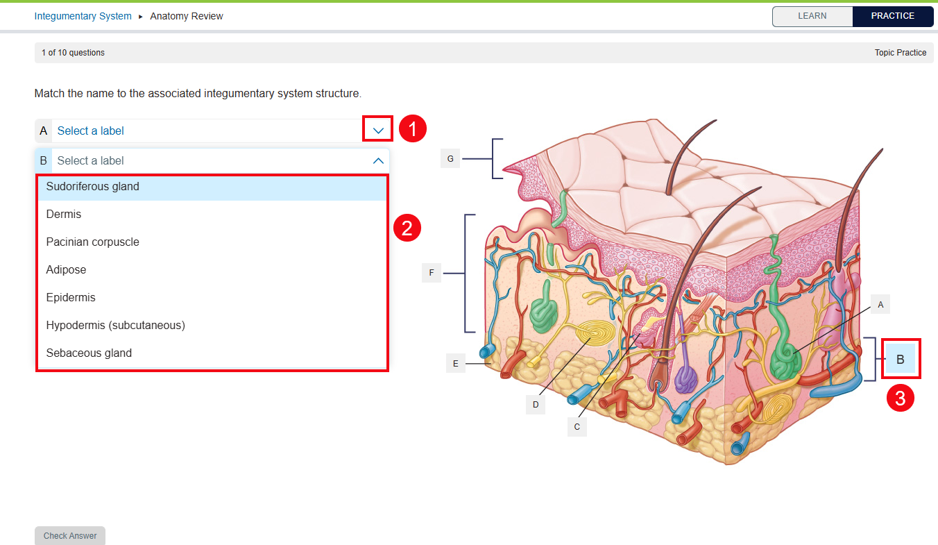 A screenshot of a label question with red boxes and numbers highlighting the arrow by each letter (1), the drop-down of answer options (2) and the corresponding letter on the image (3).